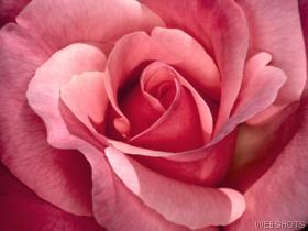 pinkrose.jpg